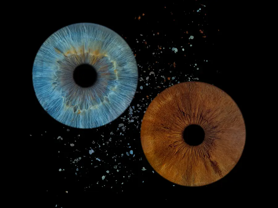 Deux iris aux teintes brun chocolat, turquoise clair et gris, dans la composition Braise.