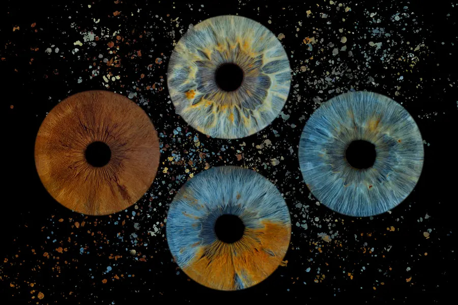 Quatre iris aux teintes bleu et ambre à reflets verts, brun chocolat, turquoise et vert d’eau, bleu et ambre, dans la composition Constellation.