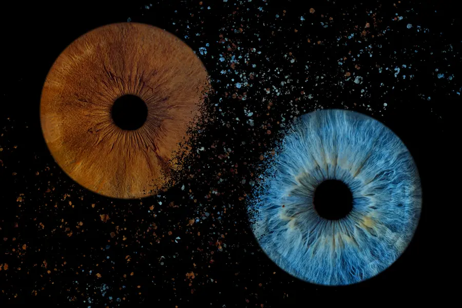 Deux iris aux teintes brun chocolat, bleu, dans la composition Envol.
