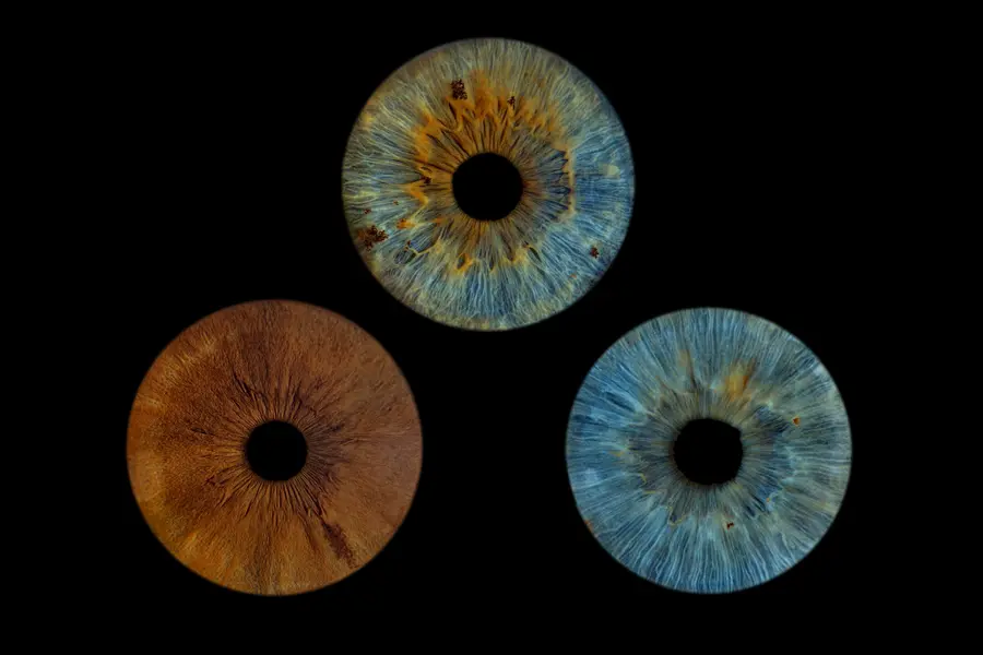 Trois iris aux teintes bleu et ambre à reflets verts, brun chocolat, turquoise et vert d’eau, dans la composition Laque.