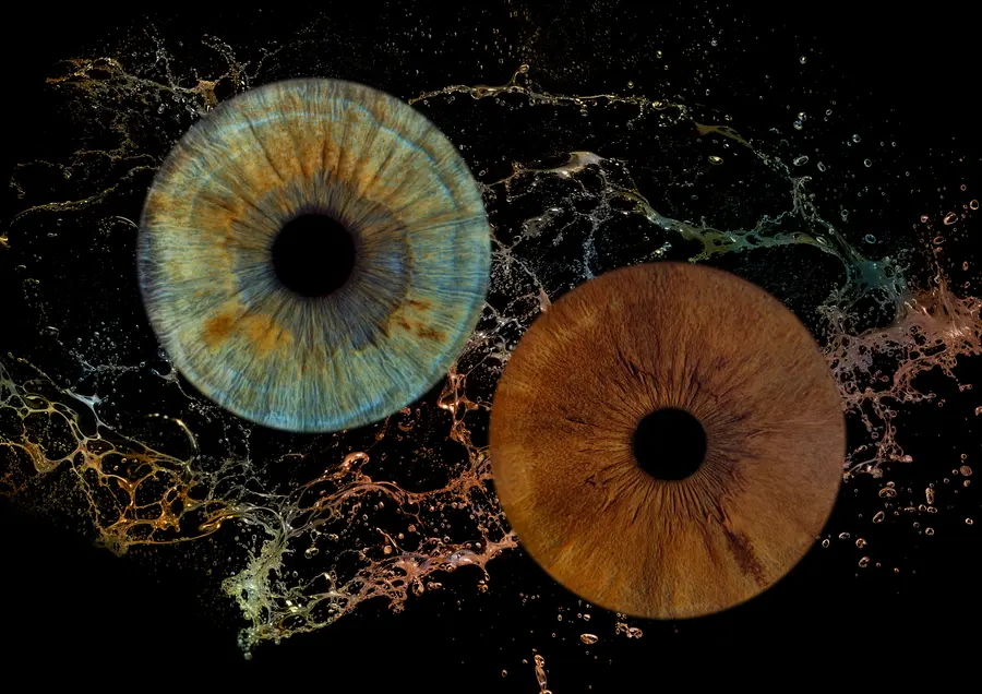 Deux iris aux teintes noisette et vert tendre, brun chocolat, dans la composition Marée.