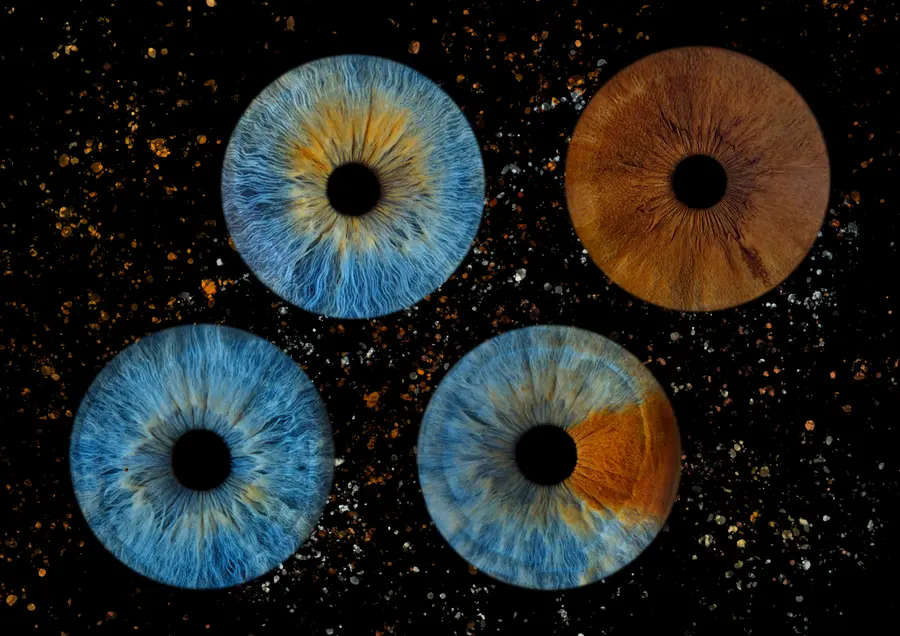 Quatre iris aux teintes bleu et ambre, brun chocolat, bleu, bleu et ambre, dans la composition Ocre.