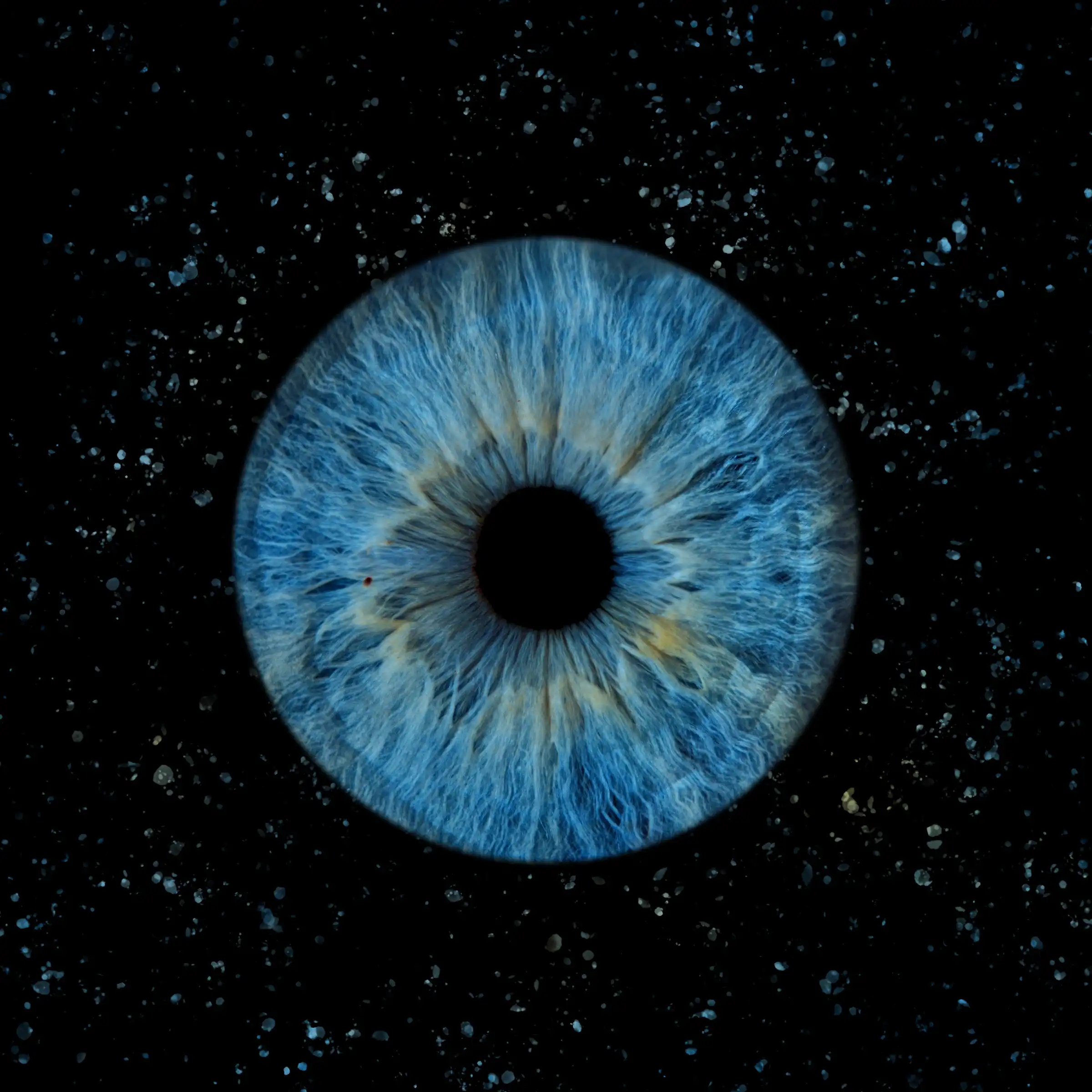 Un iris aux teintes bleu, dans la composition Pollen.