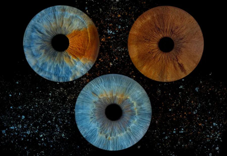 Trois iris aux teintes bleu et ambre, brun chocolat, turquoise clair et gris, dans la composition Safran.
