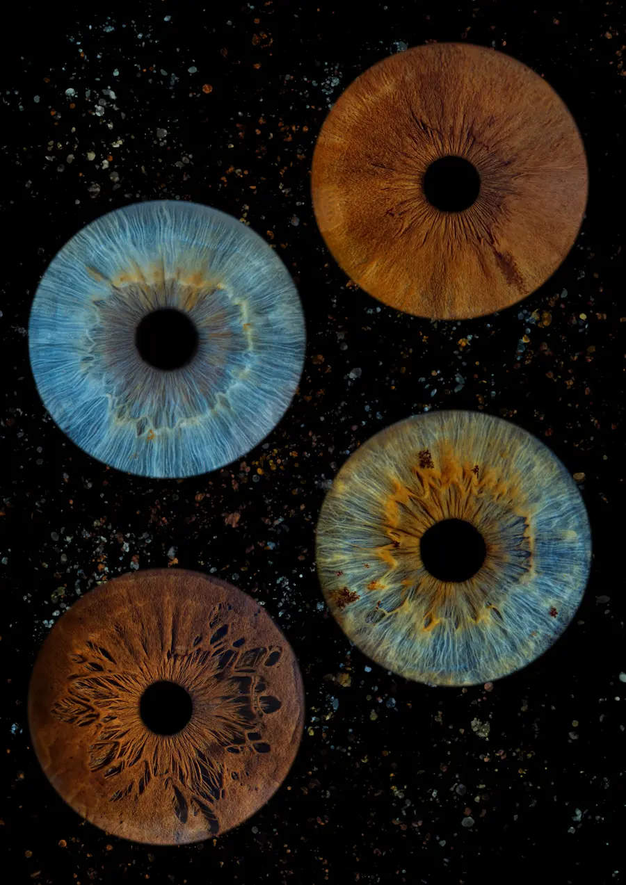 Quatre iris aux teintes brun chocolat, turquoise clair et gris, bleu et ambre à reflets verts, brun ambré, dans la composition Vermeil.